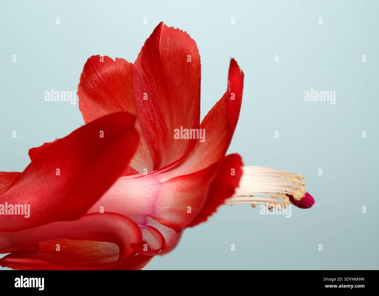 Leuchtend rote Blütenblätter öffnen sich anmutig und zeigen feine Details bei sanftem Licht. Epiphytischer Waldkaktus aus dem brasilianischen Regenwald (Schlumbergera Stockfoto