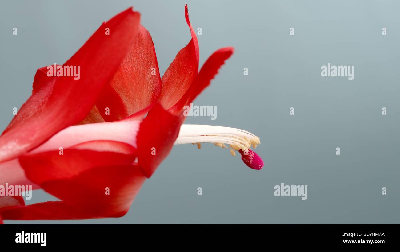 Leuchtend rote Blütenblätter entfalten sich anmutig und zeigen einen zarten Stamen in Blüte. Epiphytischer Waldkaktus aus dem brasilianischen Regenwald (Schlumbergera trunca Stockfoto