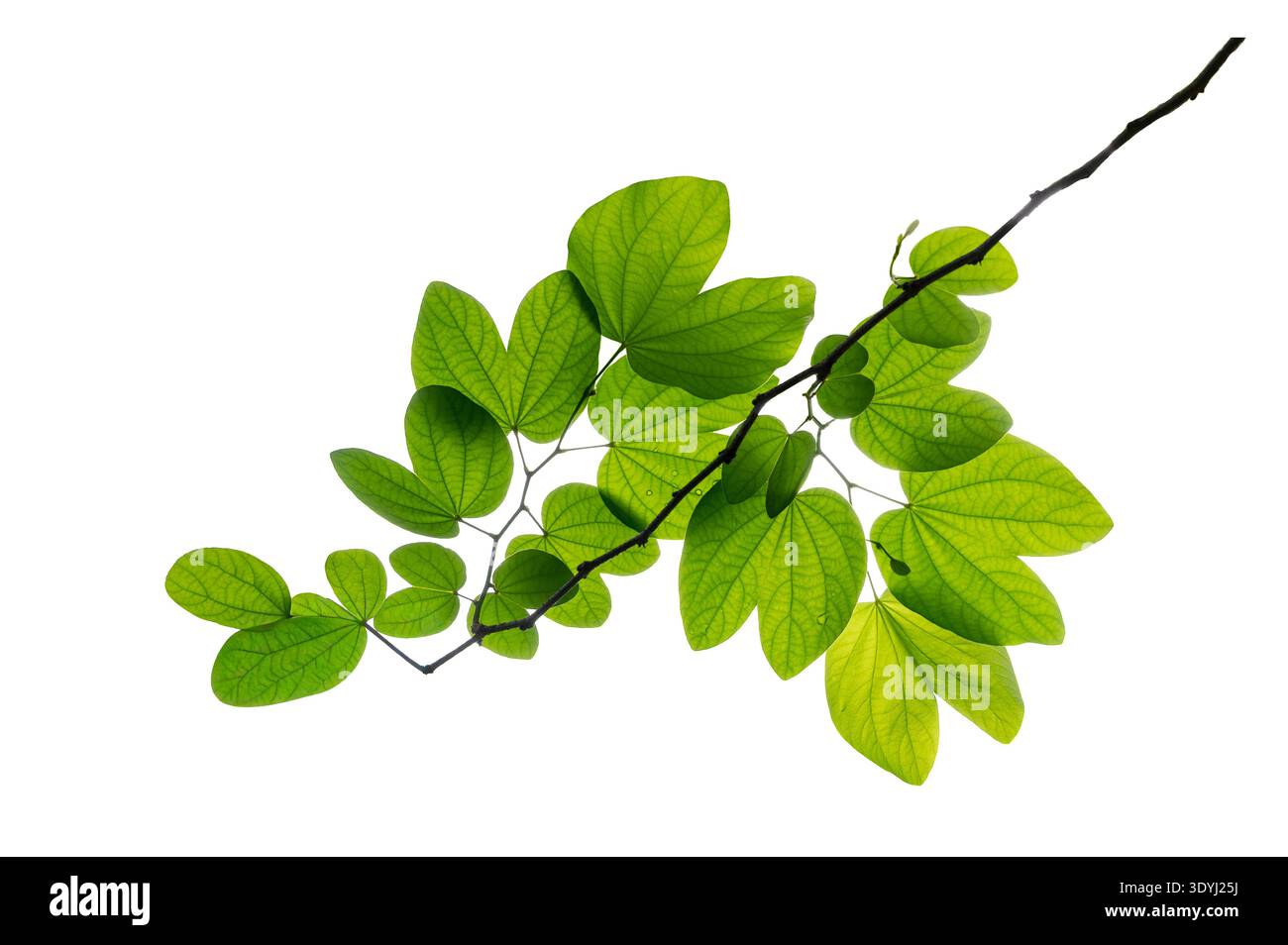 Buahinia-Blatt mit Zweig auf transparentem Hintergrund. Charmante Bauhinia purpurea Blätter auf Zweig. Grüne Schmetterlingsblätter, isoliert auf weißem Hintergrund Stockfoto