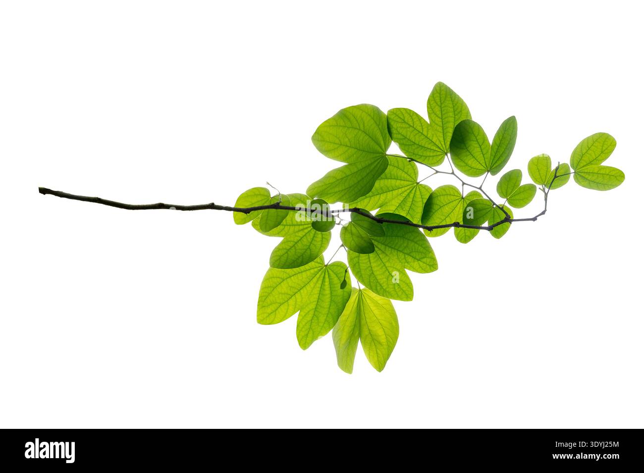 Buahinia-Blatt mit Zweig auf transparentem Hintergrund. Charmante Bauhinia purpurea Blätter auf Zweig. Grüne Schmetterlingsblätter, isoliert auf weißem Hintergrund Stockfoto
