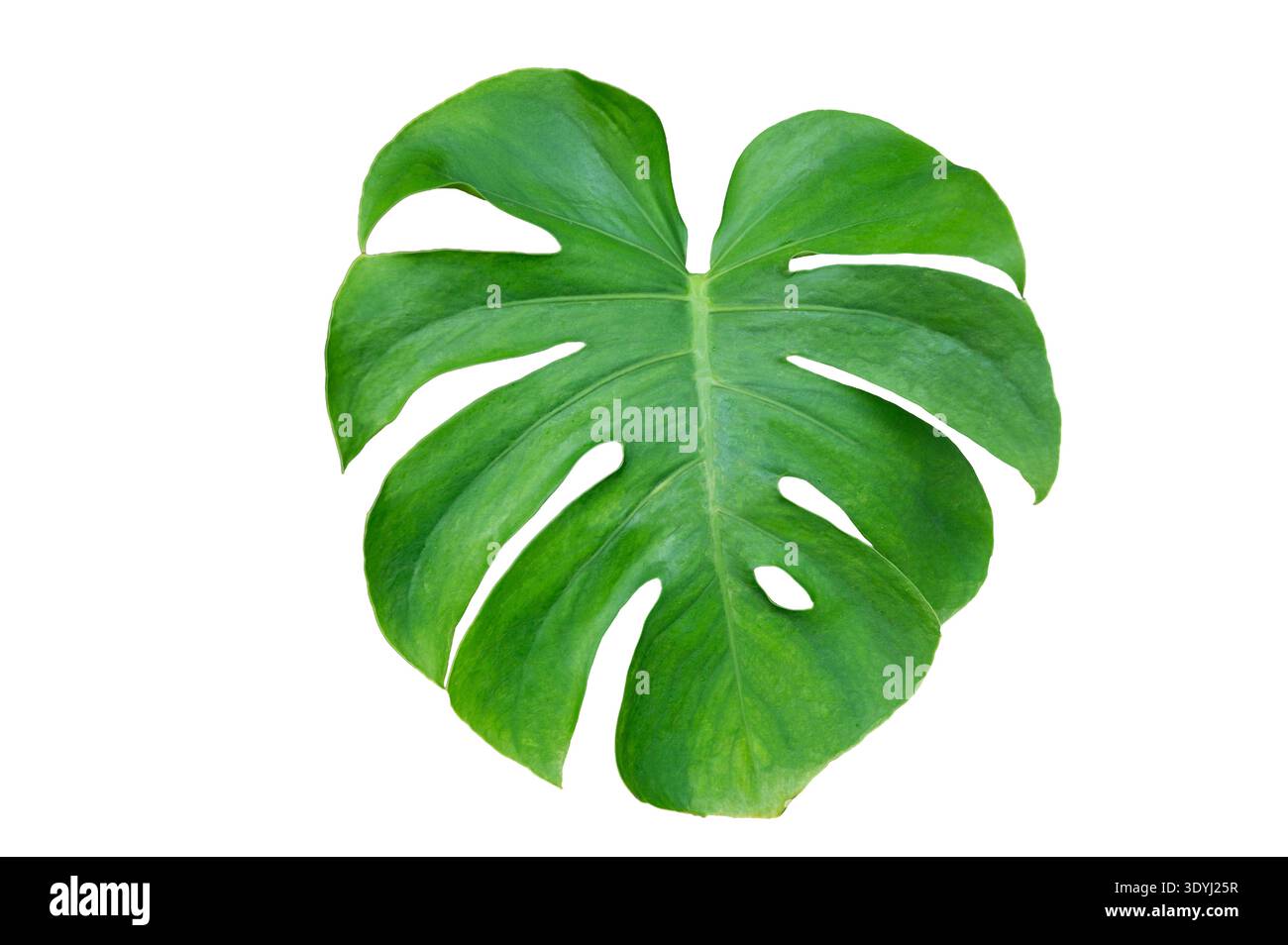 Monstera Blätter mit Blätter isolieren auf transparentem Hintergrund. Monstera-Pflanze, großes grünes Einzelblatt mit isoliertem Stamm. Stockfoto