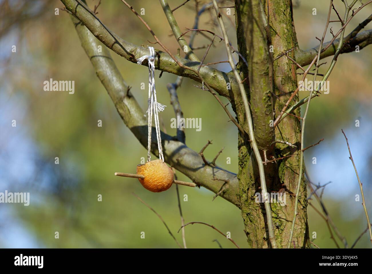 Ein Vogelfutter aus Orangenschale hängt an einem Baum. Hochwertige Fotos Stockfoto