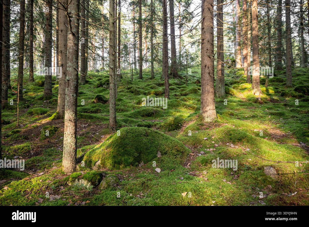 Moosige immergrüne Waldlandschaft mit hohen Kiefern und Sonnenlicht in der Natur Stockfoto