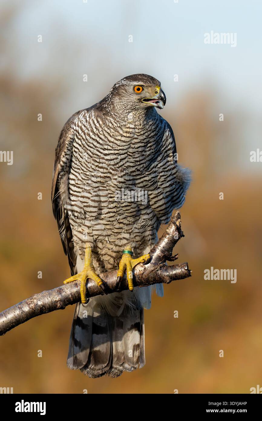 Der Falke hockte auf einem Baumzweig Stockfoto
