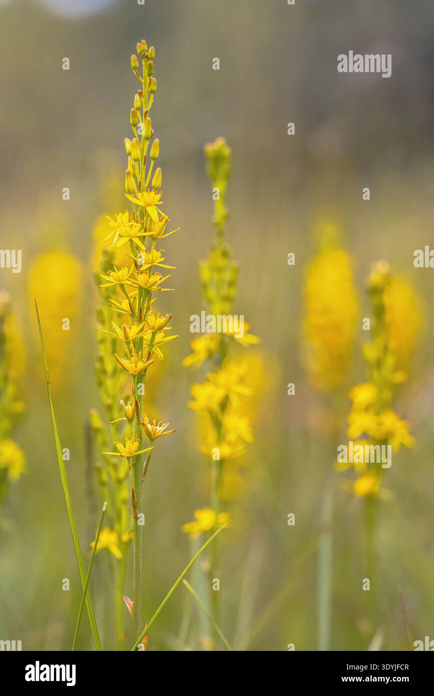 Moor Asphodel (Narthecium ossifragum) gelbe Blume. Sie ist in Westeuropa beheimatet und findet sich in feuchten, sumpfigen Mooren. Florenszene der Natur in Europa. Stockfoto