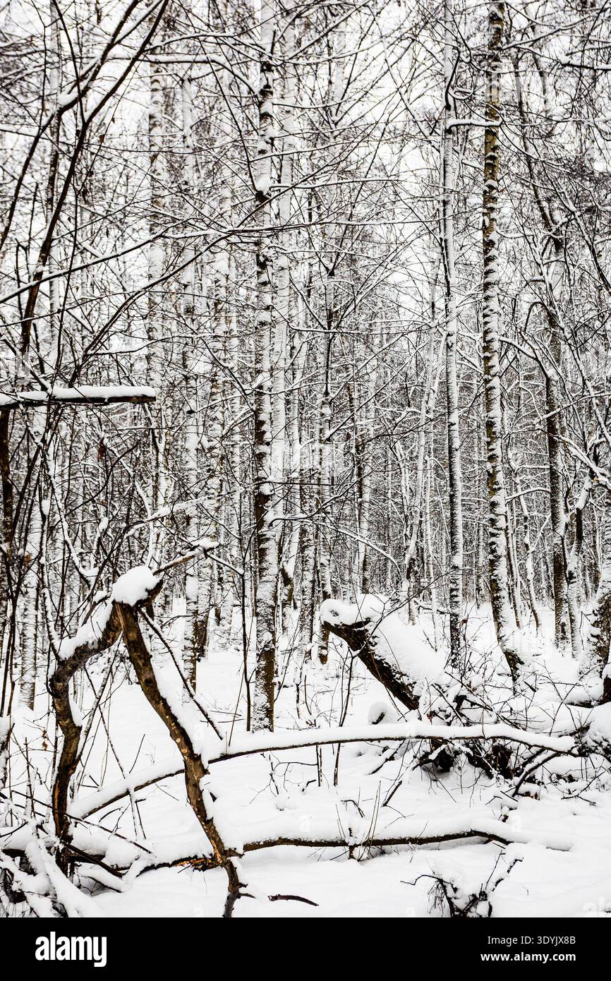 Schneebedeckte gebrochene und gesägte Baumstämme im Wald des Stadtparks nach Schneefall am bewölkten Wintertag Stockfoto