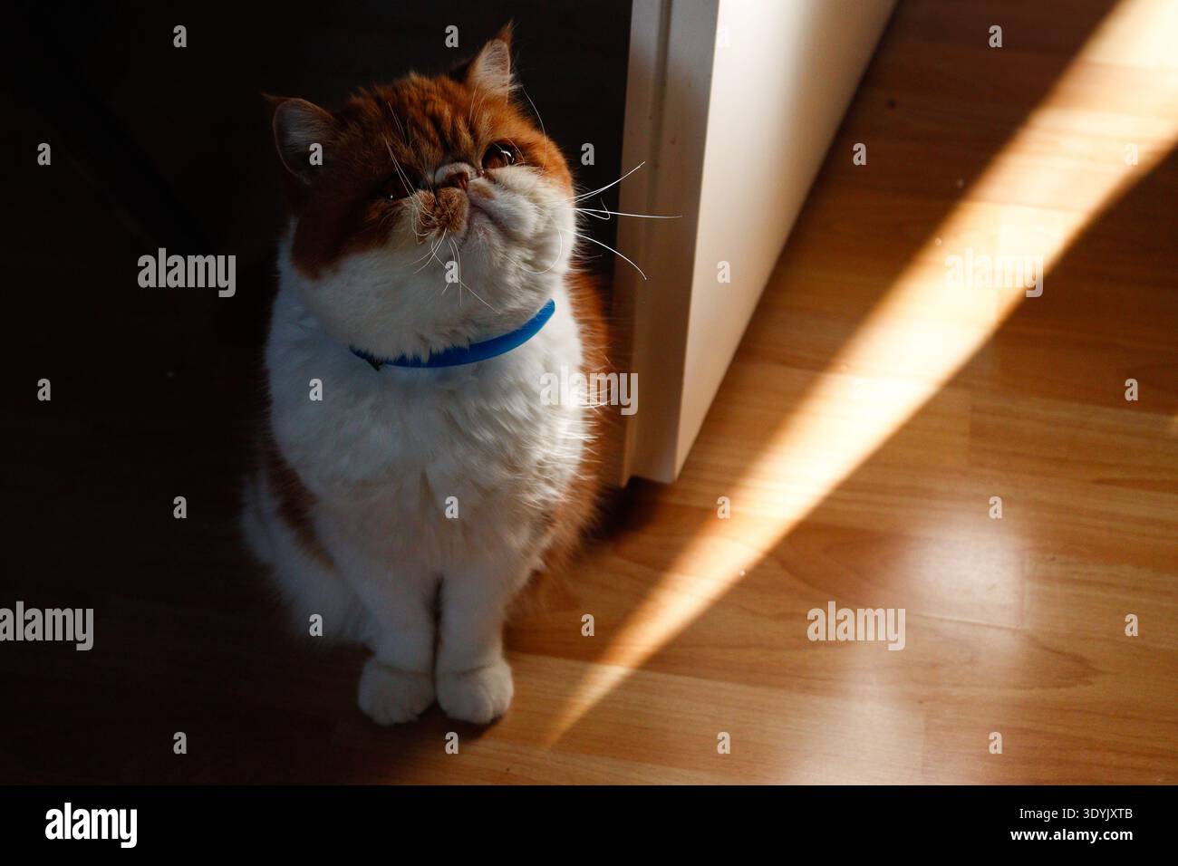 Rote exotische Kurzhaarkatze sitzend und blickend auf Stockfoto