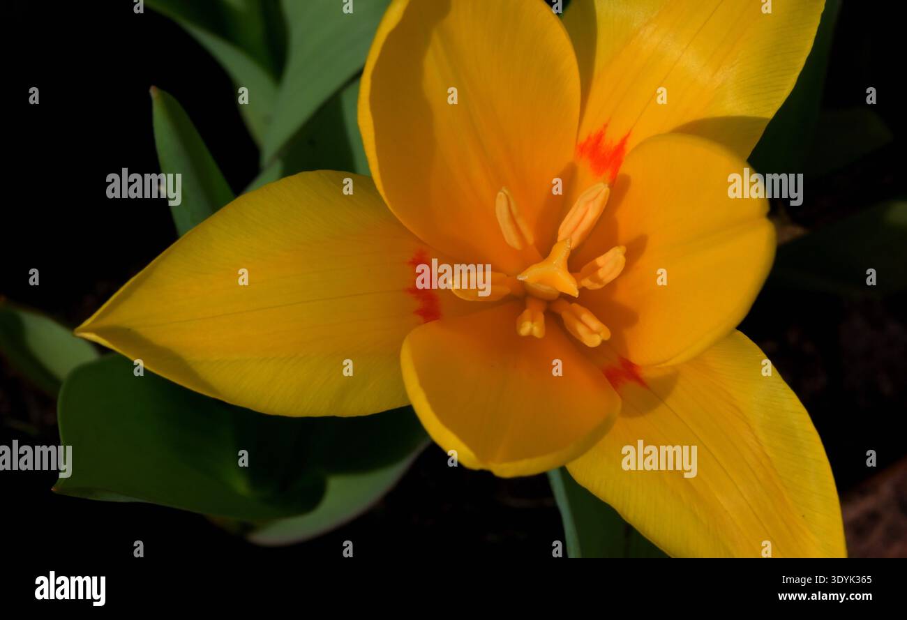 Nahaufnahme einer gelben Tulpe aus der Familie Tulipa/Lily. Stockfoto