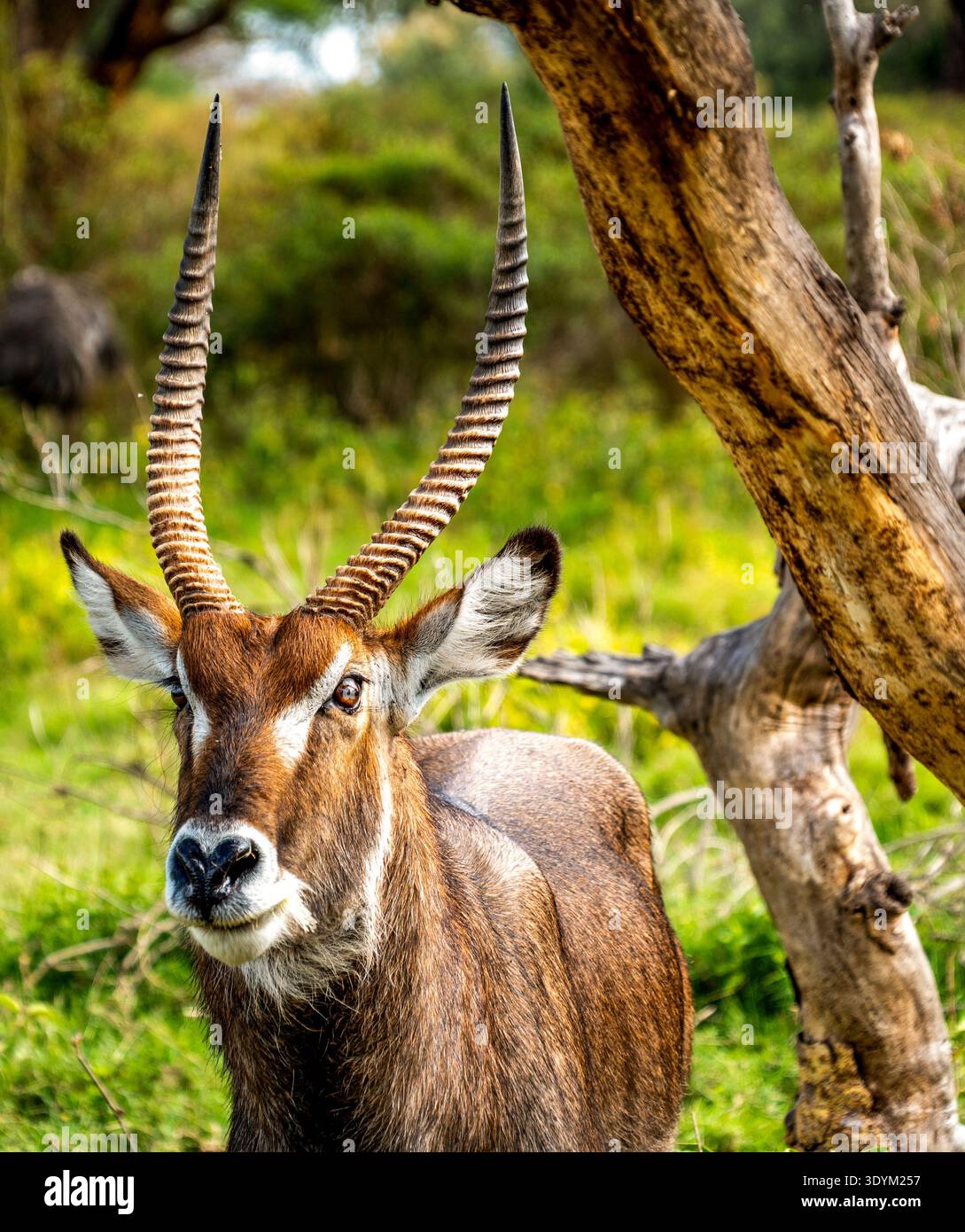 Nahaufnahme einer Wasserbock-Antilope mit langen Hörnern in der afrikanischen Savanne, grünem Gras und Baumstamm Hintergrund, Wildtier-Safari-Konzept Stockfoto
