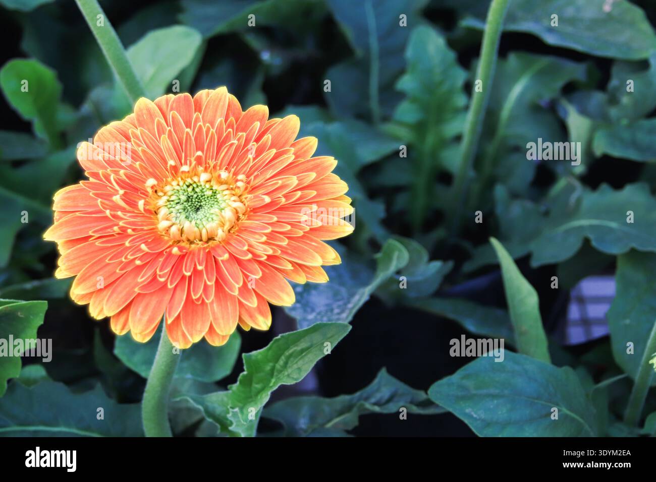 Orange Gerbera Gänseblümchen im grünen Garten mit Kopierraum. Professionelles Blumenfoto für botanische Nachrichten und Design mit Naturmotiven. Stockfoto