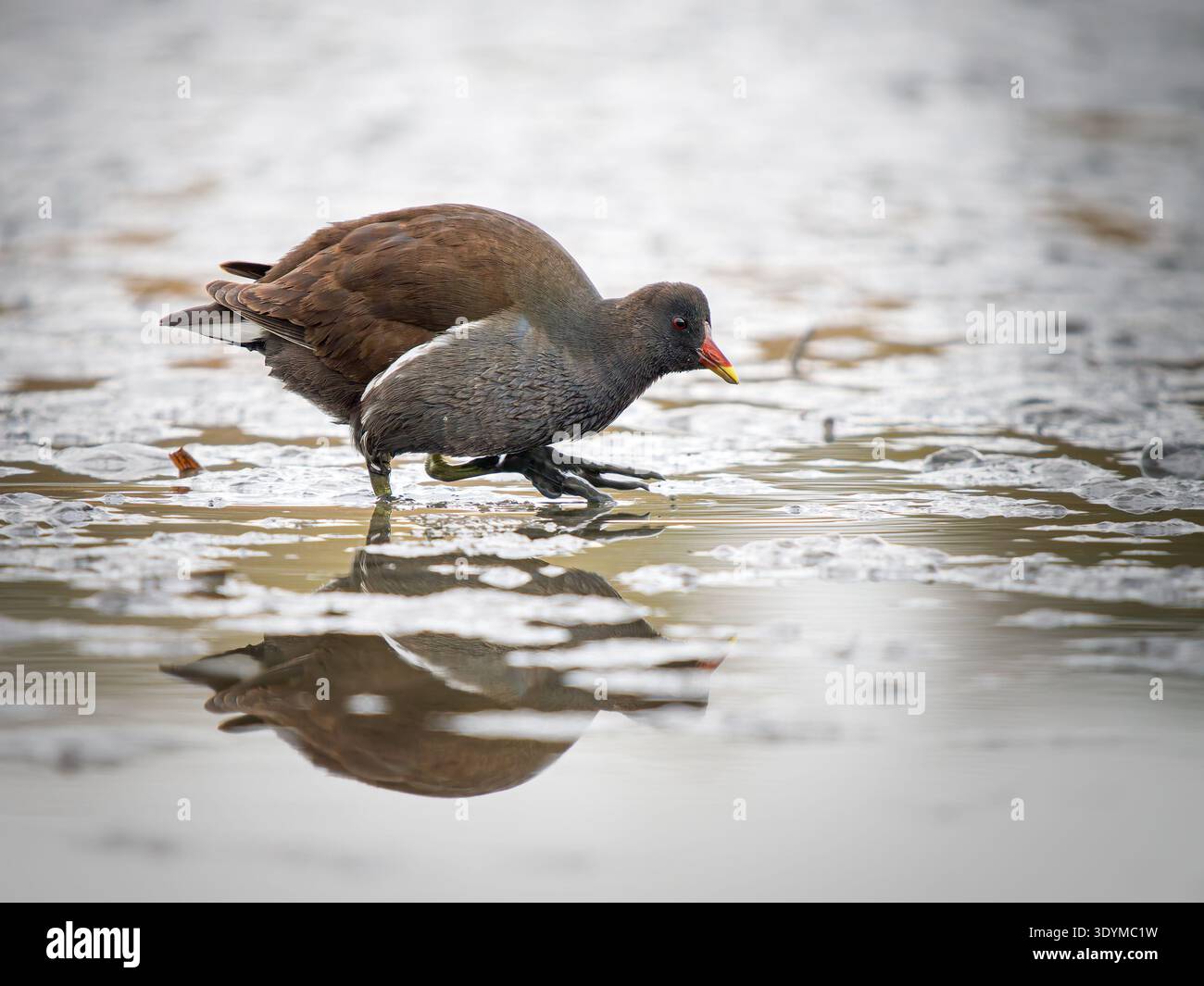 Gemeine Moorhne (Gallinula chloropus), die in Flachgewässern im Feuchtgebiet spaziert. Dunkler Wasservogel mit charakteristischen roten und gelben Schnäppchen. Stockfoto