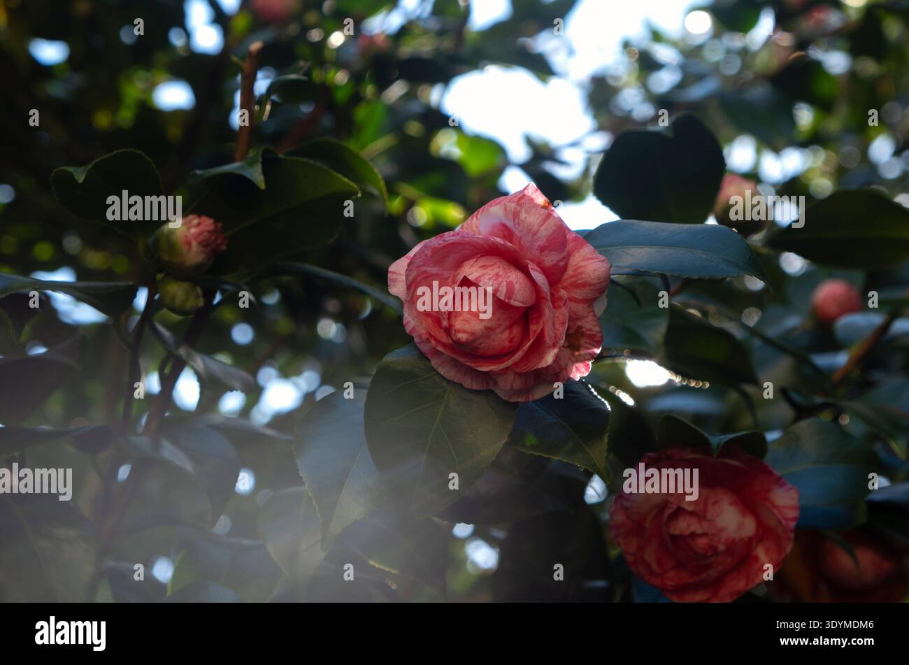 Bunte rosa Kamelien-Knospen mit wachsgrünen Blättern Stockfoto