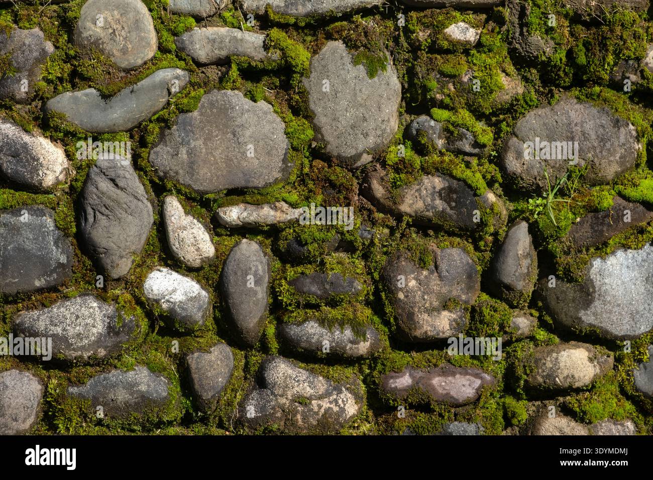Alte Steinmauer mit grünem Moos in einem Garten Stockfoto