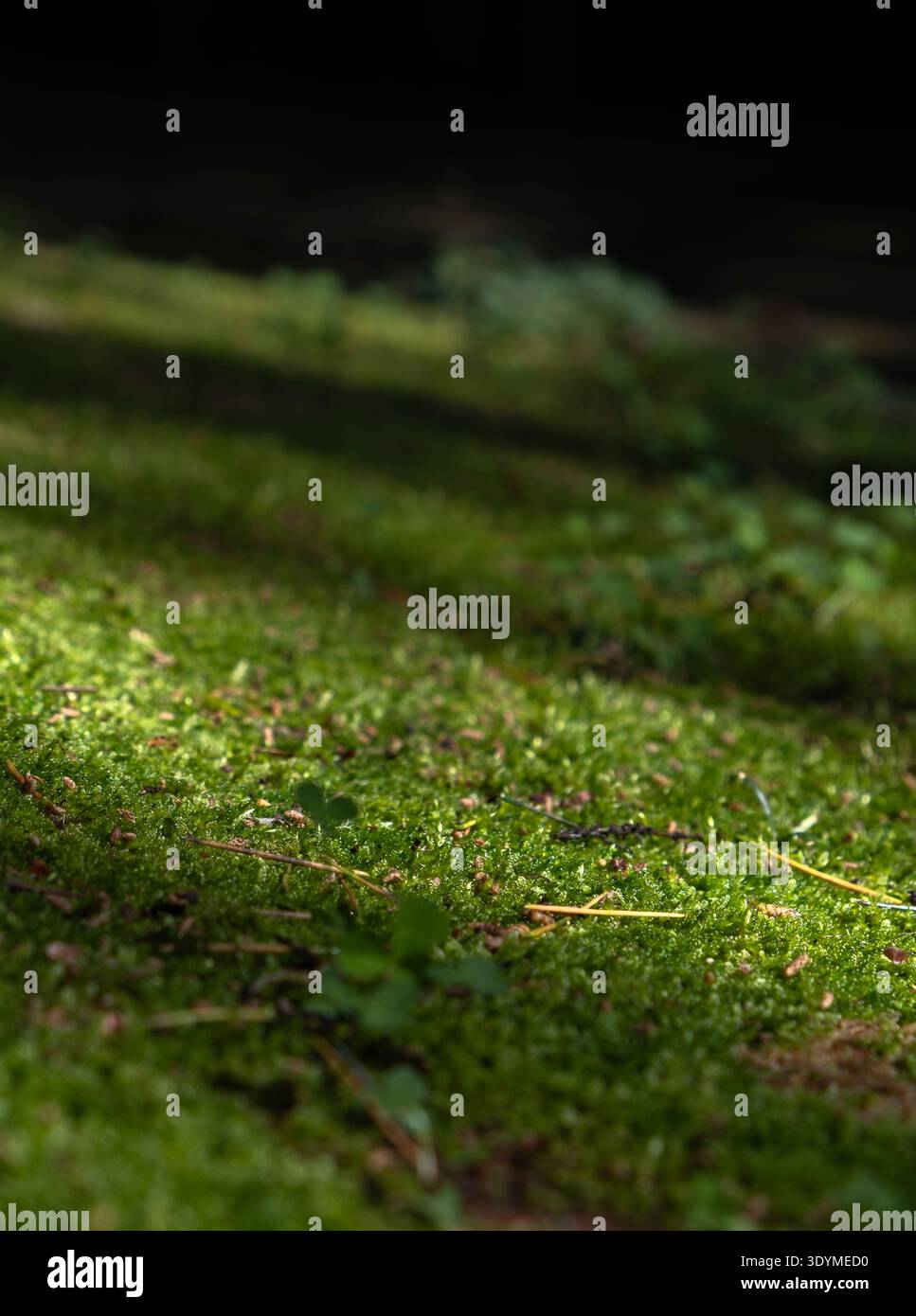 Üppig grüner Moosteppich mit langen Schatten und Waldschutt im Sonnenlicht Stockfoto