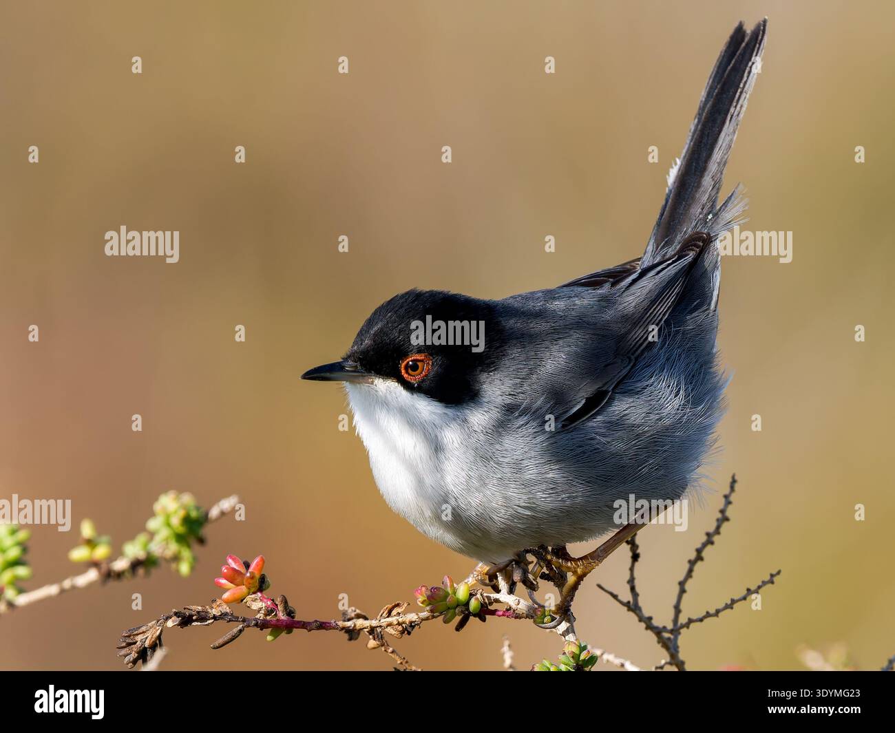 Sardischer Grasfänger (Curruca melanocephala), kleiner Passerinvogel der Familie Sylviidae, der auf einem Strauchzweig im mediterranen Gestrüpp thront. Stockfoto
