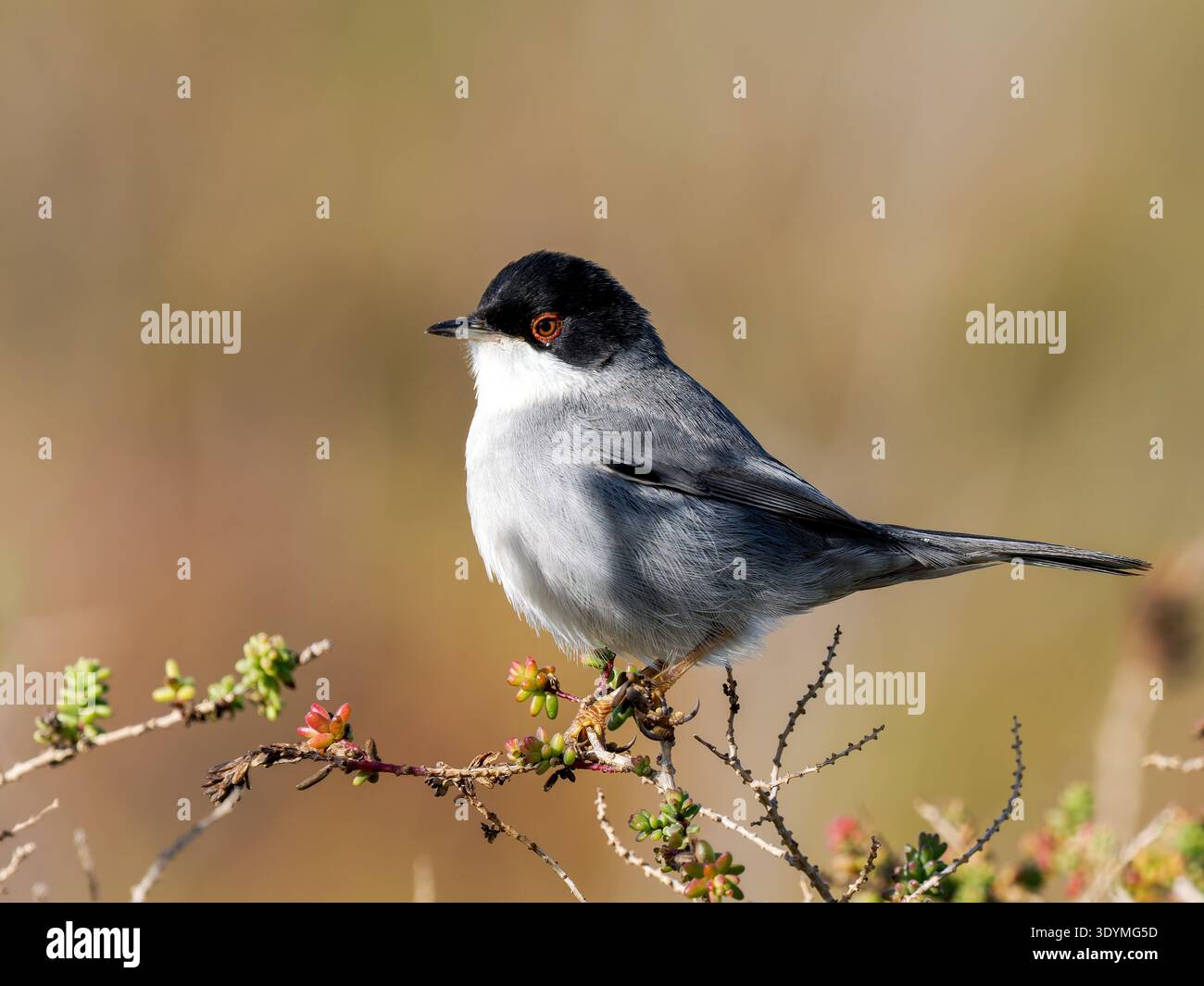 Sardischer Grasfänger (Curruca melanocephala), kleiner Passerinvogel der Familie Sylviidae, der auf einem Strauchzweig im mediterranen Gestrüpp thront. Stockfoto