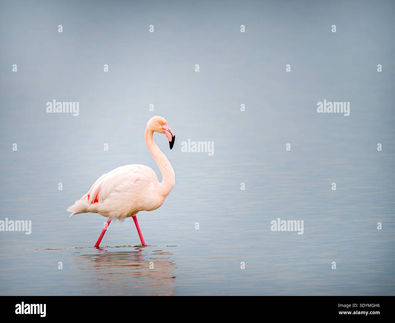 Großer Flamingo (Phoenicopterus roseus), großer Watvogel der Familie Phoenicopteridae und bestellen Phoenicopteriformes, gehen in Flachwasser. Stockfoto