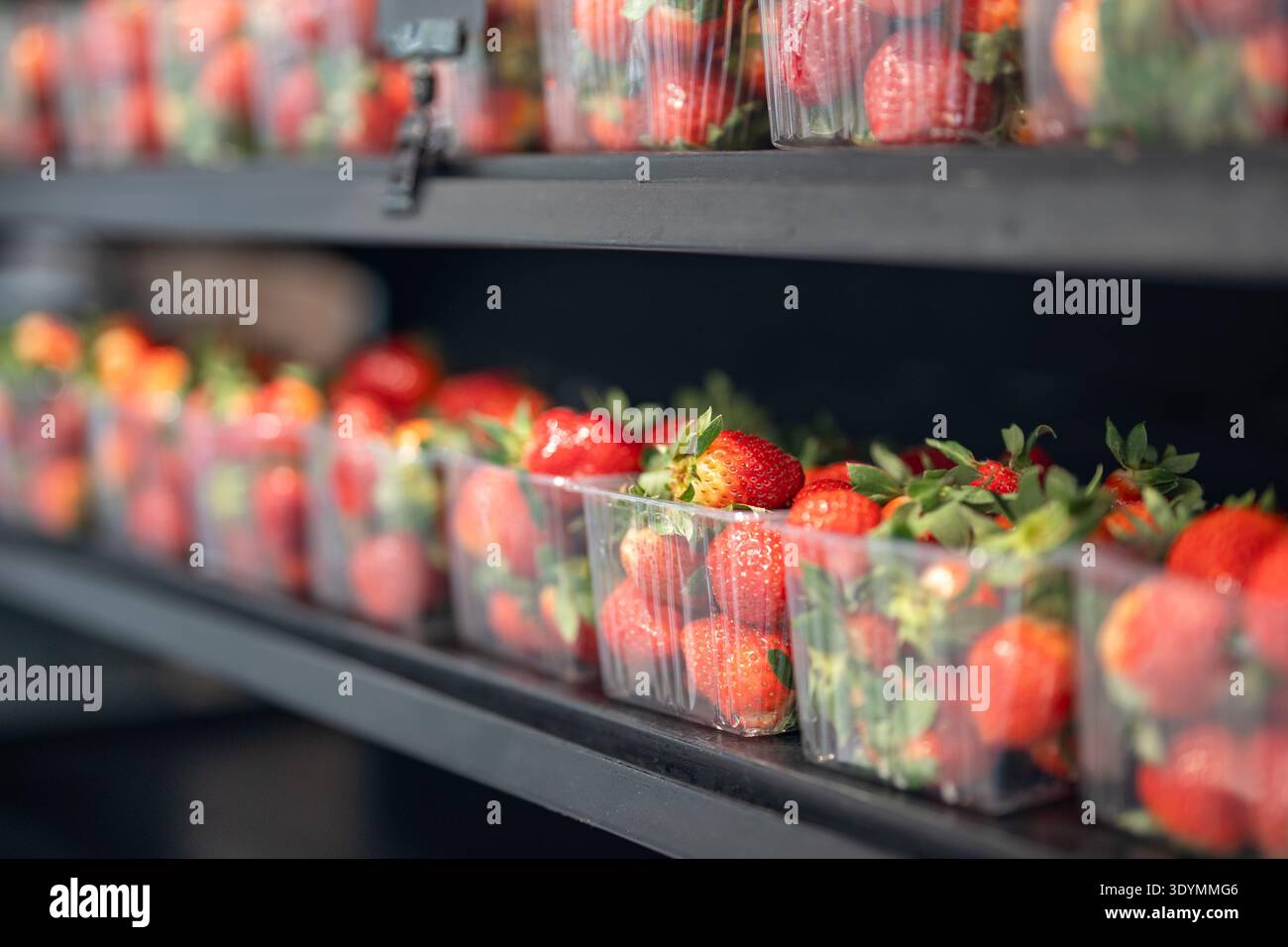Rote Bio-Erdbeeren, die auf Smart Farm angebaut werden, verpackt in Kunststoffkisten, die im Regal gelagert werden. Stockfoto