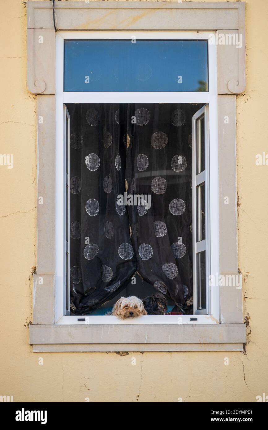 Zwei Hunde begrüßen Passanten auf einer alten Kopfsteinpflasterstraße in Faro, Portugal. Stockfoto