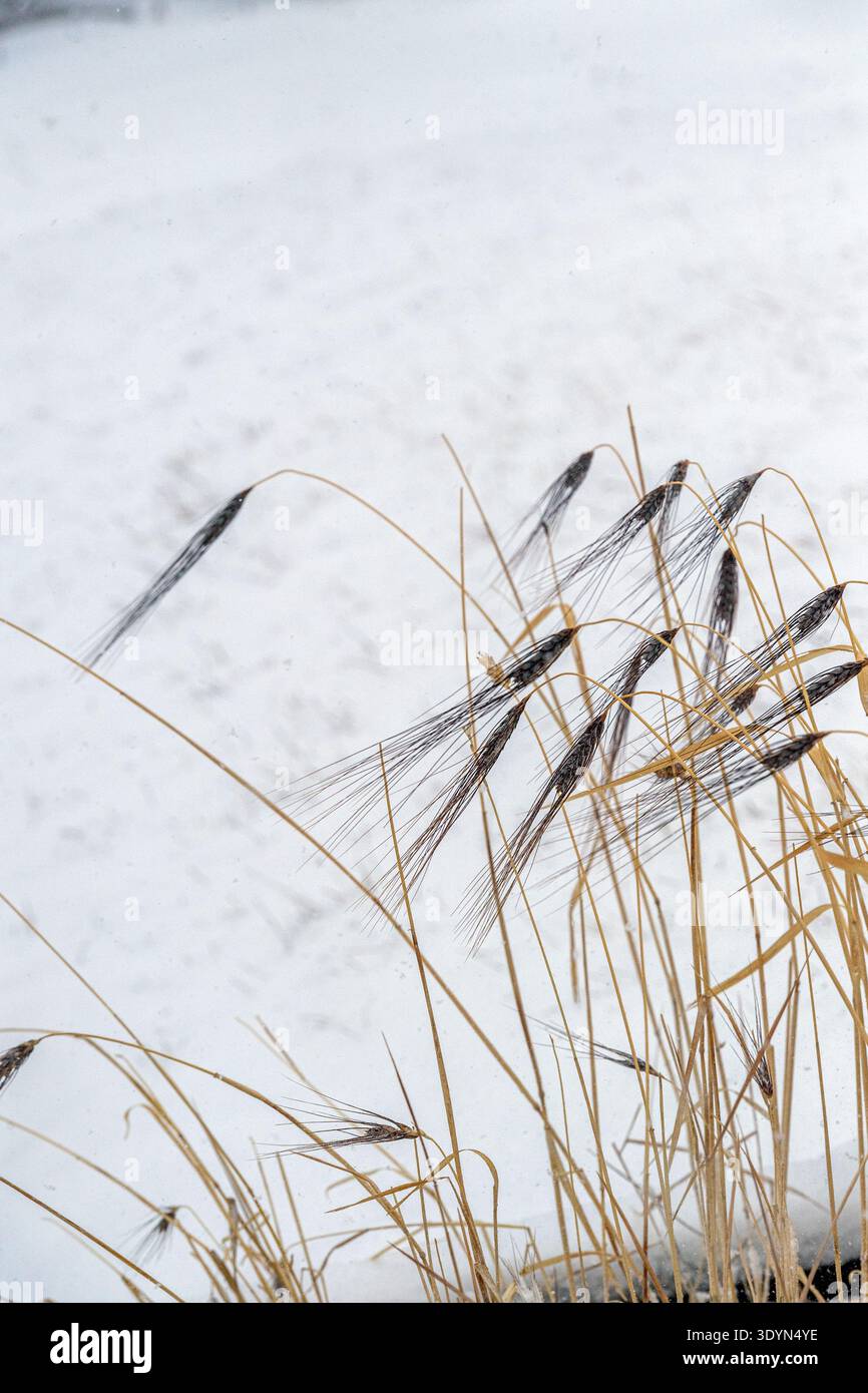 Stangen getrockneter Gerste, die in einer kalten Winterszene im Wind wehen Stockfoto