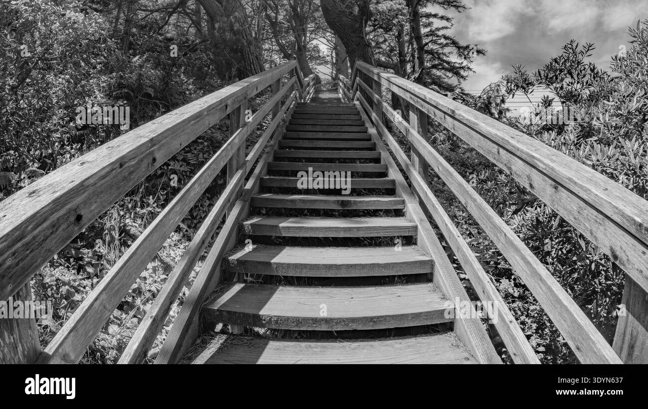 Lange Holztreppe, die durch einen üppigen Hügel hinaufsteigt Stockfoto