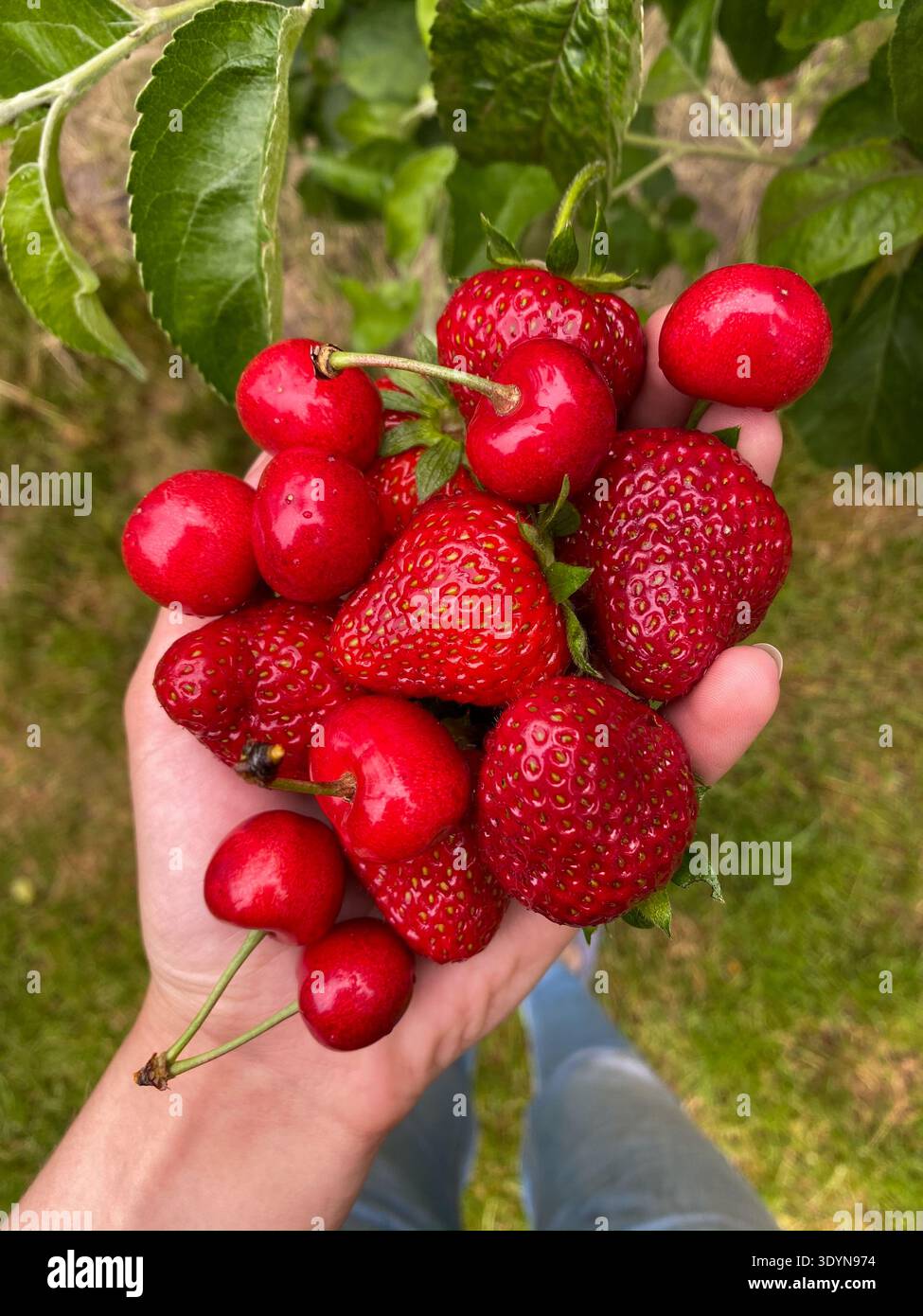 Eine Person pflückt reife Erdbeeren und Kirschen aus einem Garten. Die Hand ist voller frischer Früchte. Das Sonnenlicht scheint auf die bunten Beeren im warmen af Stockfoto