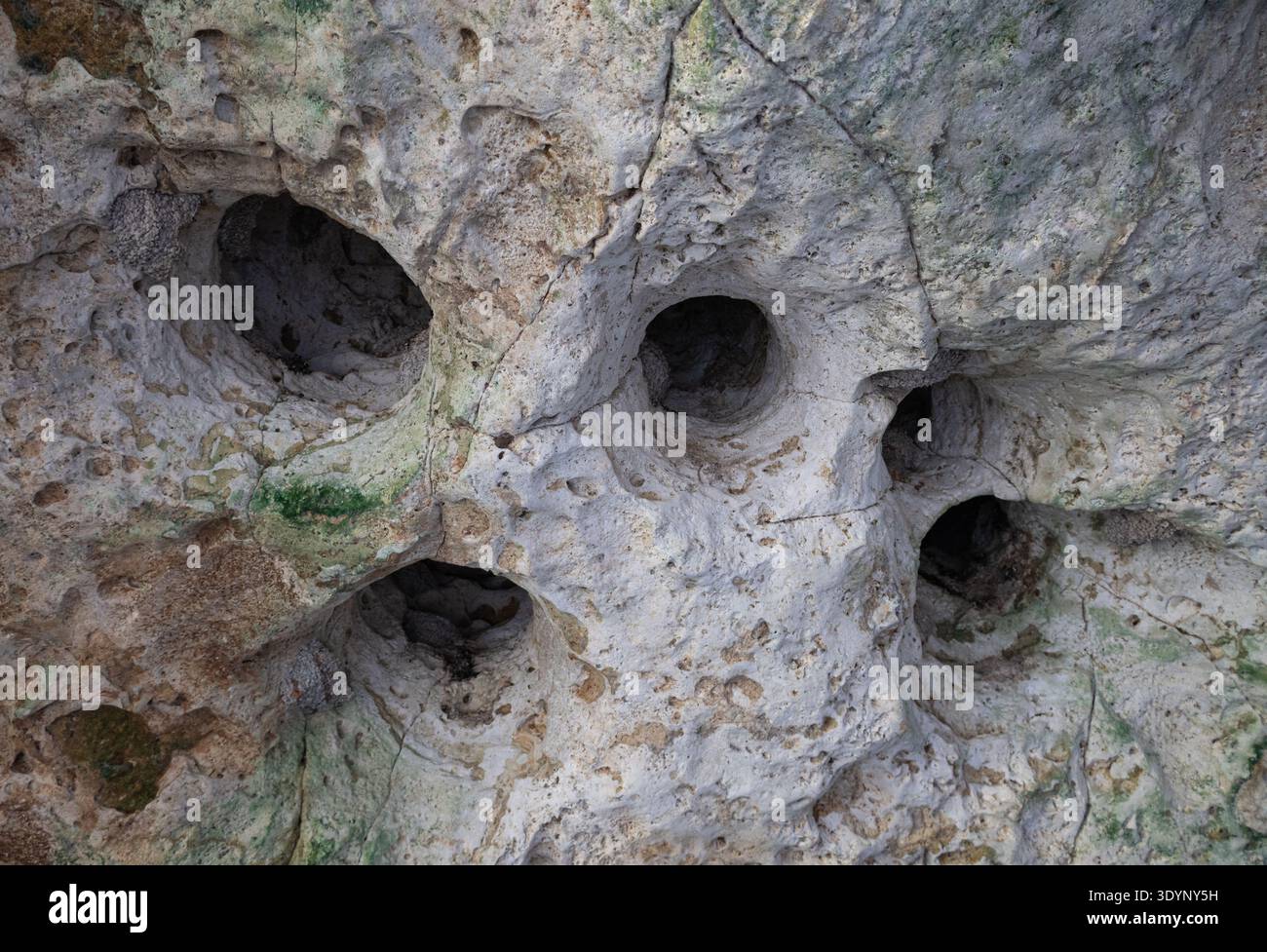 Erodiertes Kalksteingestein mit natürlichen Löchern und verwitterter Textur in den Green Grotto Caves, einem Kalksteinhöhlensystem in St Ann Parish, Jamaika, Karibik Stockfoto