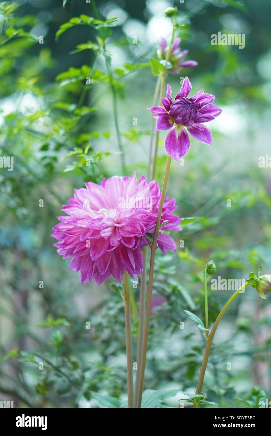 Wunderschöne lila Dahlienblüten, die auf langen Stielen in einem Garten blühen, mit einer vollständig geöffneten Blüte und einer blühenden Blüte vor einem weichen grünen Hintergrund Stockfoto
