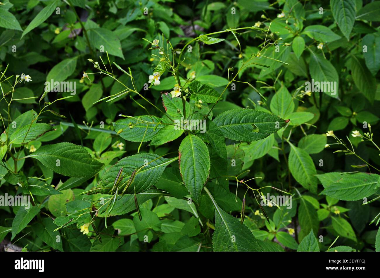 Impatiens parviflora, kleiner Balsam - eine Pflanze, die Schatten mag Stockfoto