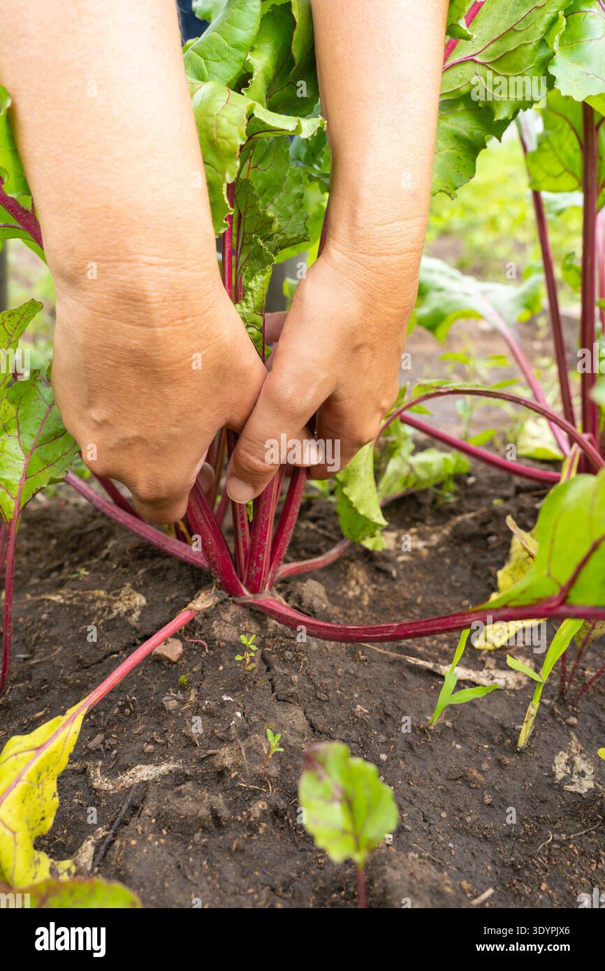 Frauenhände pflücken Rüben aus dem Garten. Anbau von Bio-Gemüse, natürliche Landwirtschaft Stockfoto