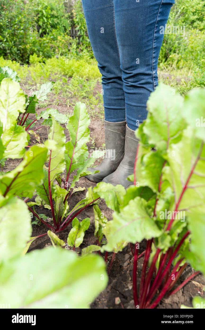 Gärtner aus Denim und Stiefel, die Rote Bete im üppigen Garten pflegen Stockfoto
