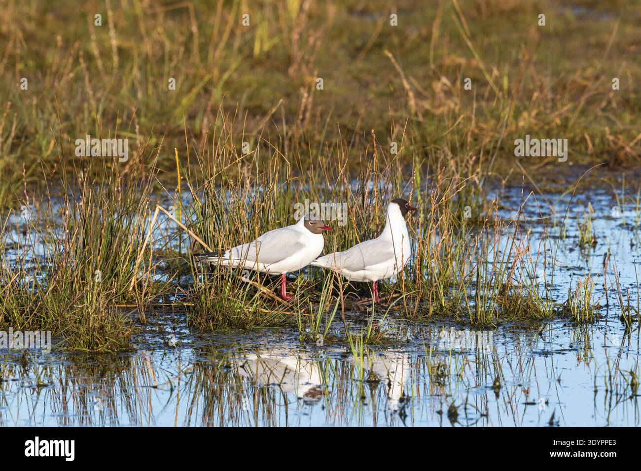 Schwarzköpfige Möwen sitzen am Wasser Stockfoto