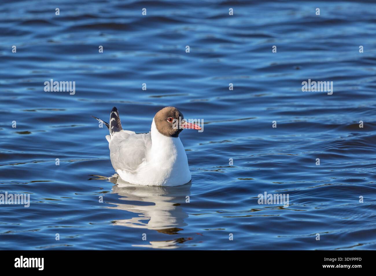 Lachmöwe im See schwimmen Stockfoto