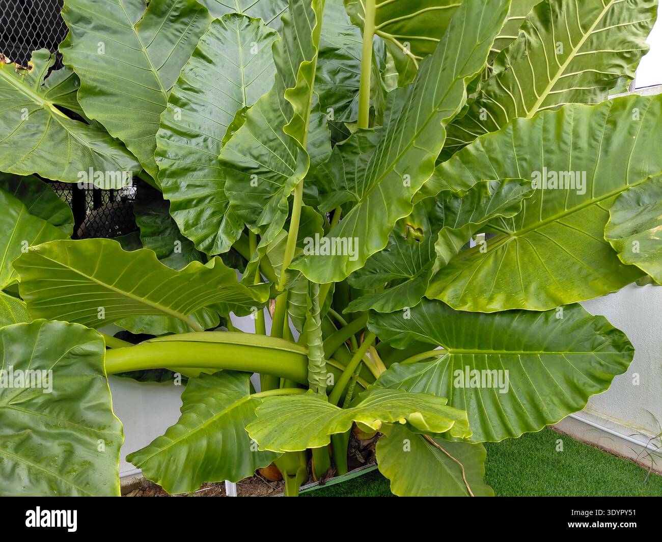 Riesige tropische, aufrechte Elefantenohren (Alocasia Macrorrhizos) Gartenpflanze mit riesigen grünen Rippenblättern und dicken Stängeln in einem Sett im Freien Stockfoto