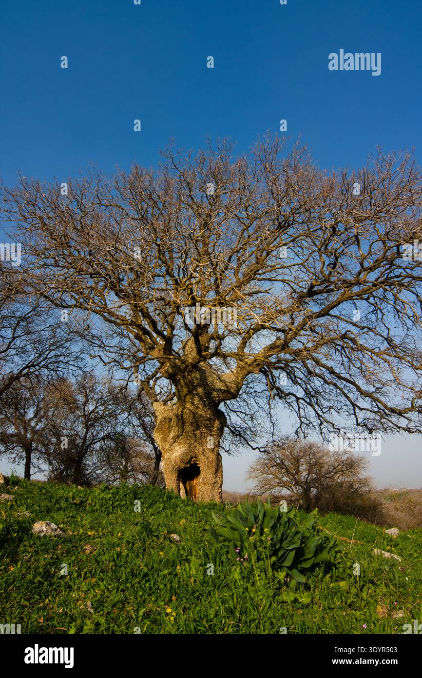 Der alte Eichenstamm erhebt sich zu einem hellblauen Himmel, die zerklüftete Rinde und die starken Äste vermitteln Langlebigkeit, Kraft und heitere Waldvitalität Stockfoto