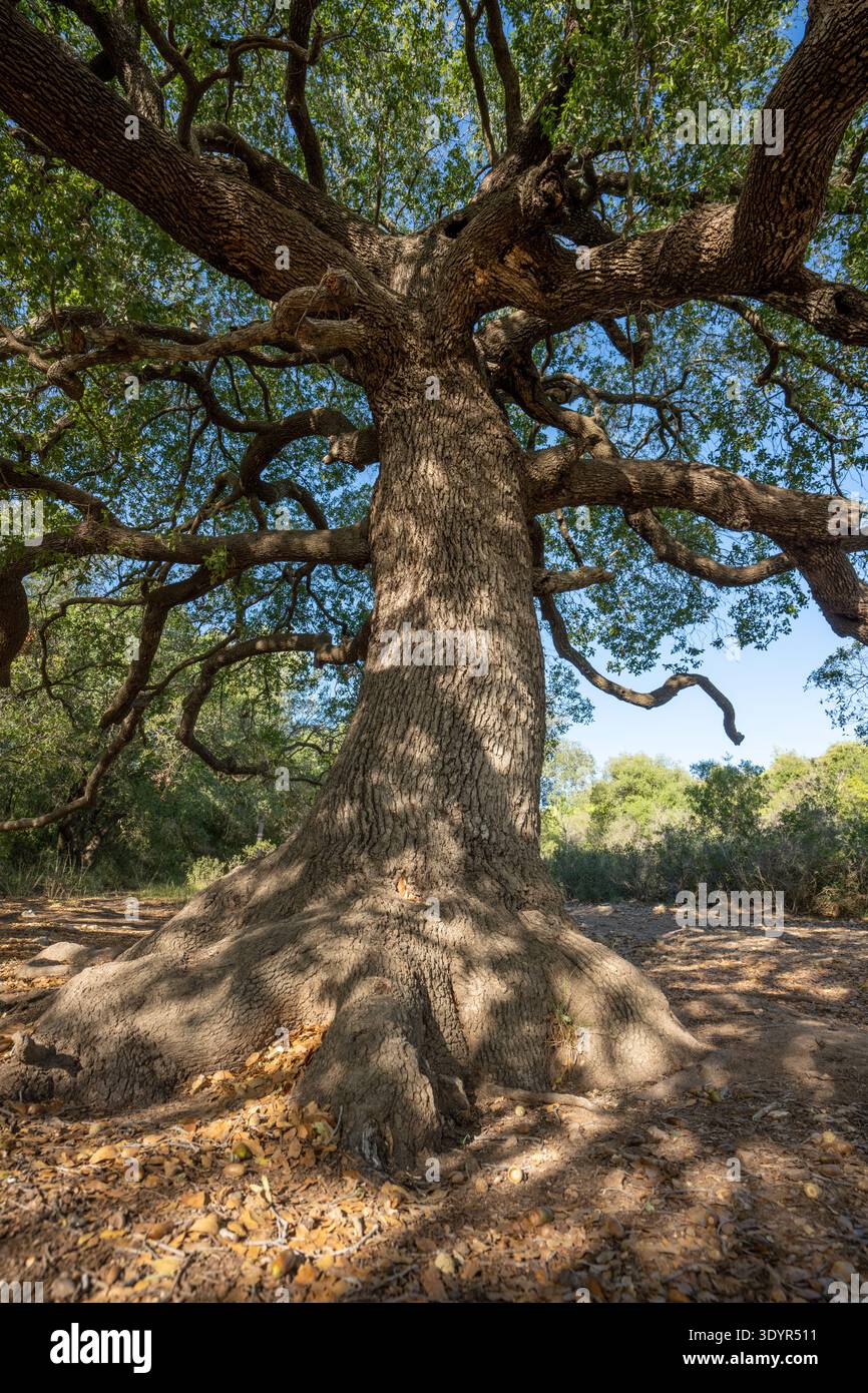 Der alte Eichenstamm erhebt sich zu einem hellblauen Himmel, die zerklüftete Rinde und die starken Äste vermitteln Langlebigkeit, Kraft und heitere Waldvitalität Stockfoto