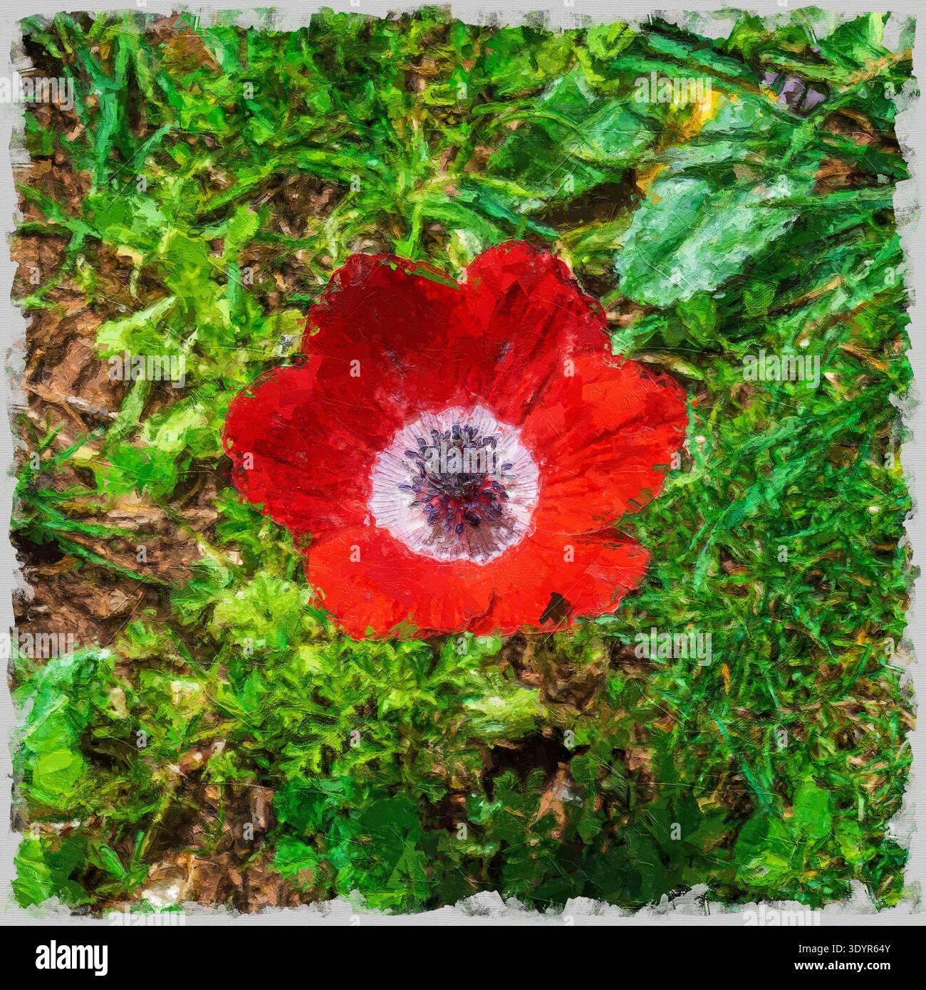 Digital verbessertes Bild einer leuchtend roten Mohnanemone, die sich vor dem grünen Grashintergrund abhebt und Frühlingsblüte und leuchtende Farben zeigt Stockfoto