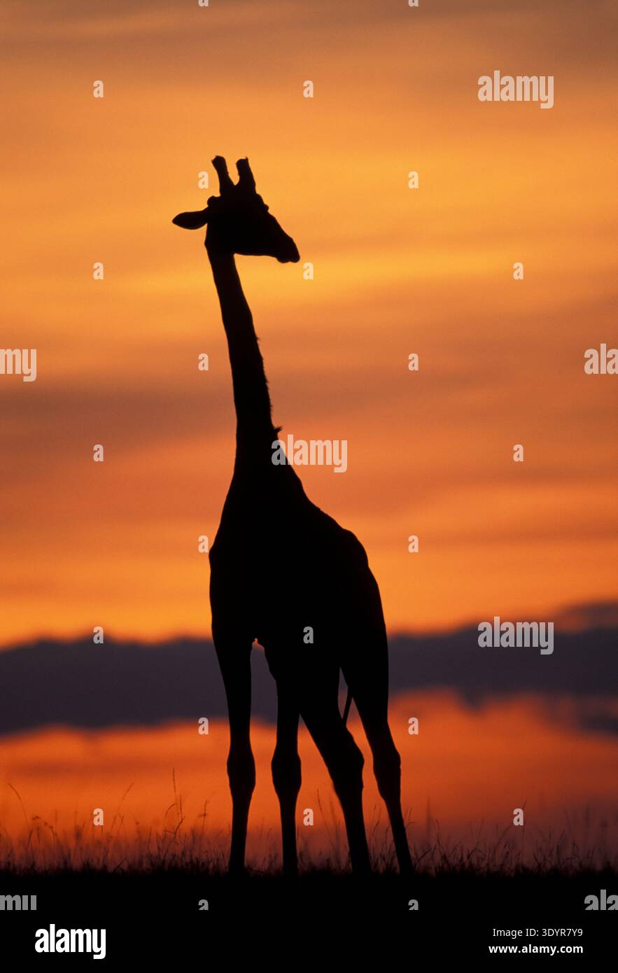 Giraffe Silhouette, Masai Mara Game Reserve, Kenia Stockfoto