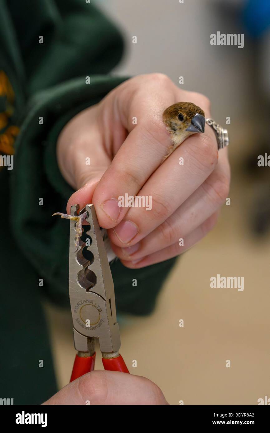 Ornithologe, der vorsichtig einen Beinbandring an einem indischen Silberschnabel oder einer Weißkehlmunia (Euodice malabarica) anbringt, was zu ökologischen Studien beiträgt Stockfoto