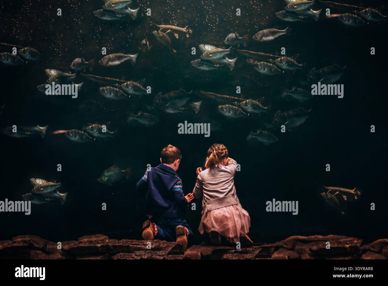 Zwei Kinder schauen in große Fischtanks Stockfoto