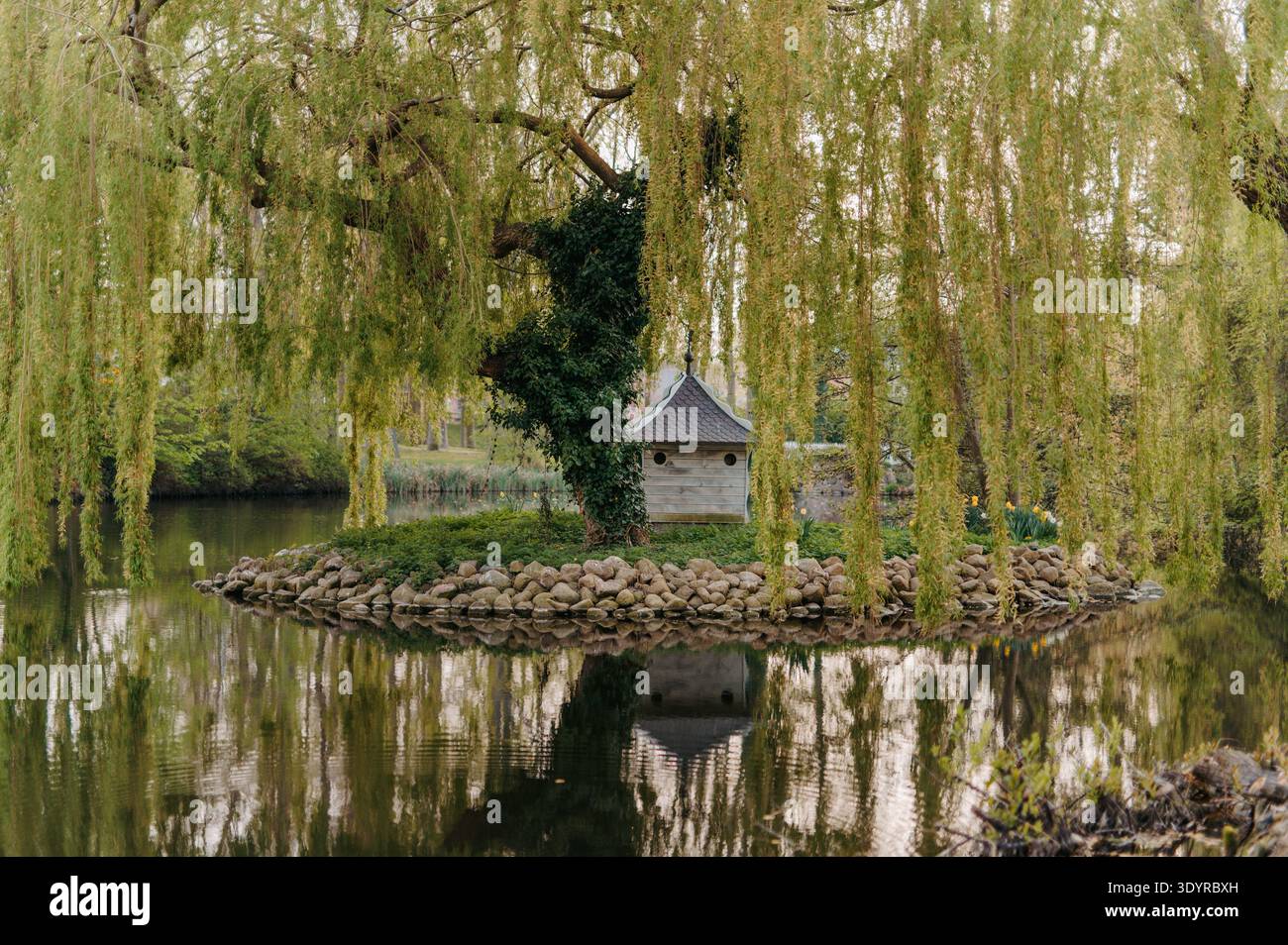 Weidenbaum und Entenhaus auf einer kleinen Insel im Park Teich Stockfoto