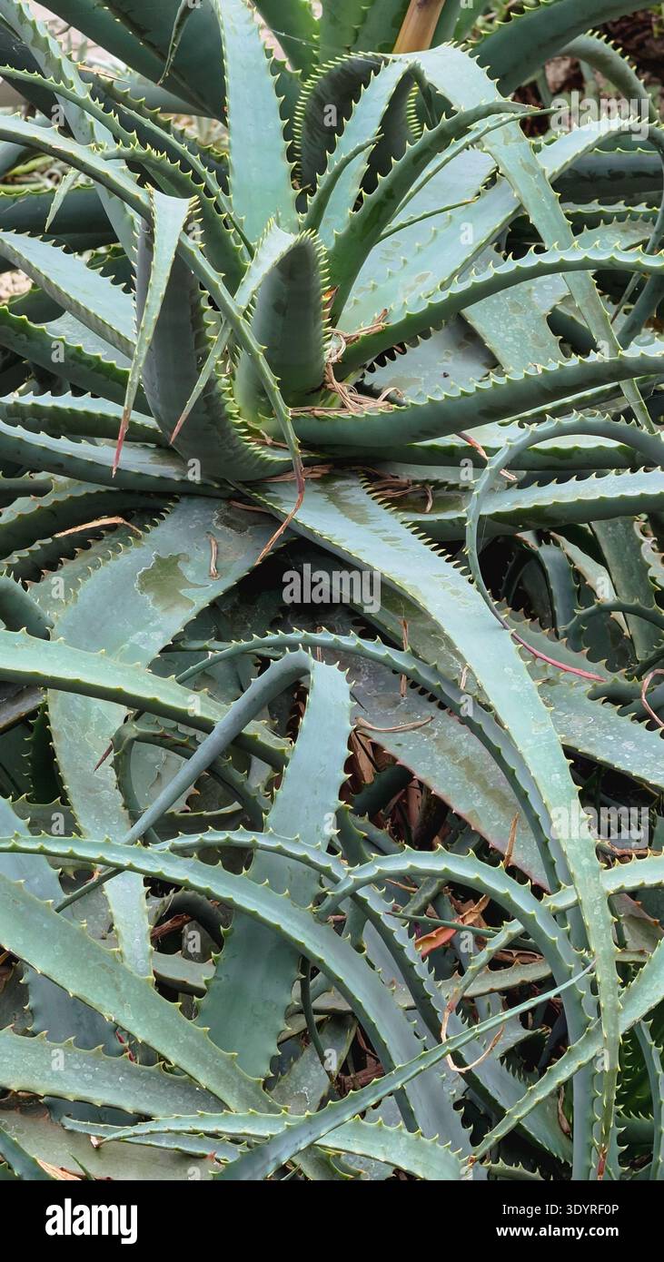 Aloe Sukkulentes Muster mit grünem botanischem Texturhintergrund Stockfoto