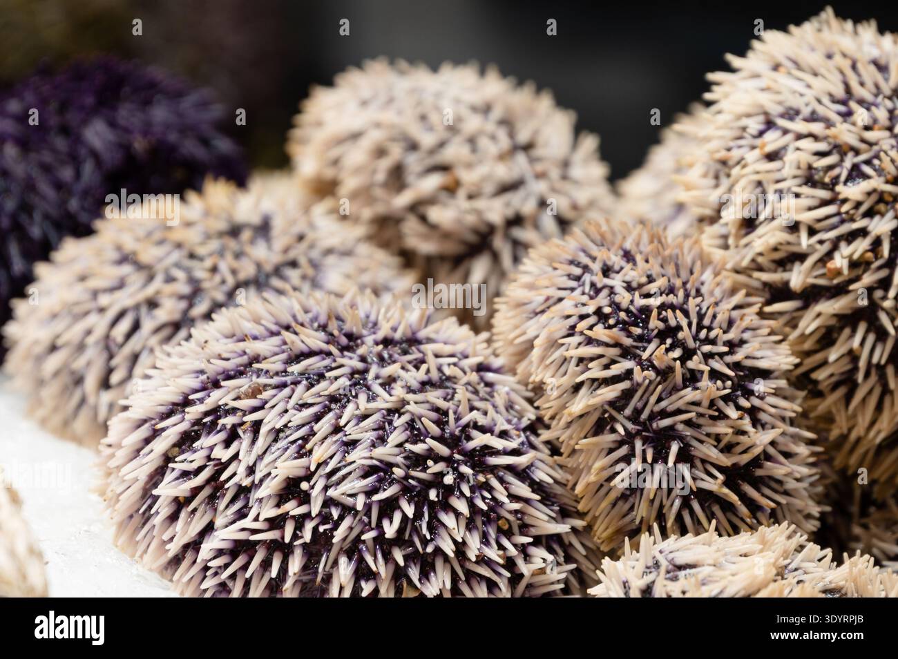 Frische Seeigel auf einem Meeresfrüchtemarkt, Nahaufnahme von Stachelmuscheln. Stockfoto