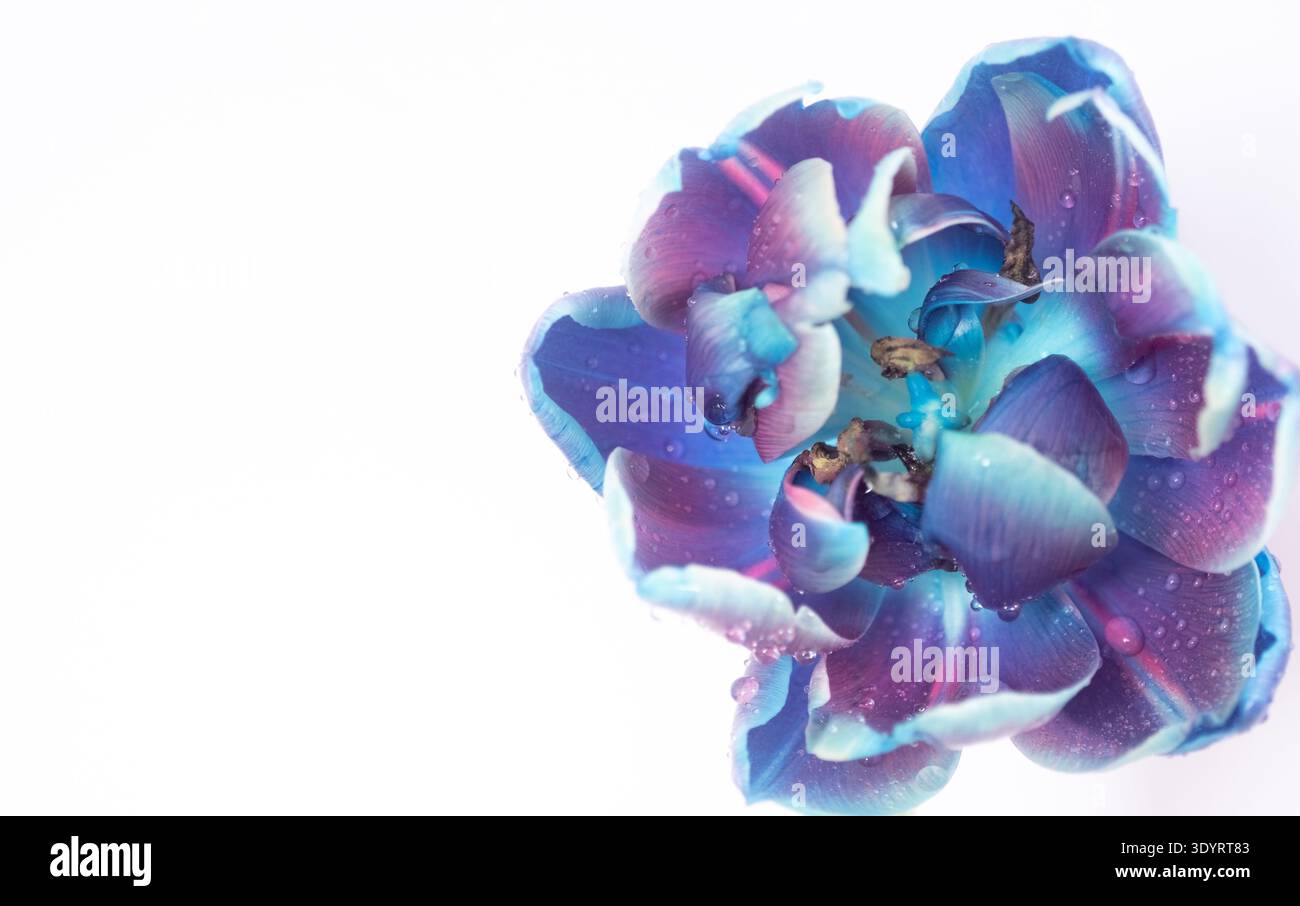 Makrofoto von blauer FliederTulpe und Tautropfen isoliert auf weißem Hintergrund. Kopierbereich. Ästhetisches Foto. Extreme Blume Nahaufnahme Stockfoto