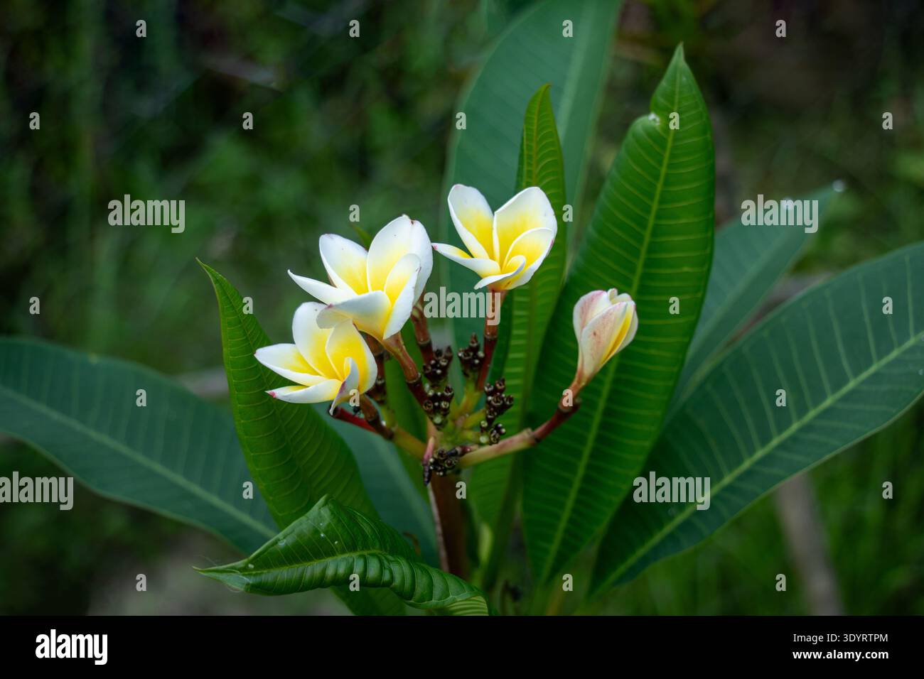 Plumeria oder Frangipani exquisite weiße Blüten mit leuchtend goldgelben Mittelpunkten in perfekter Nadelradform. Duftende tropische Blüten mit samtiger Note Stockfoto
