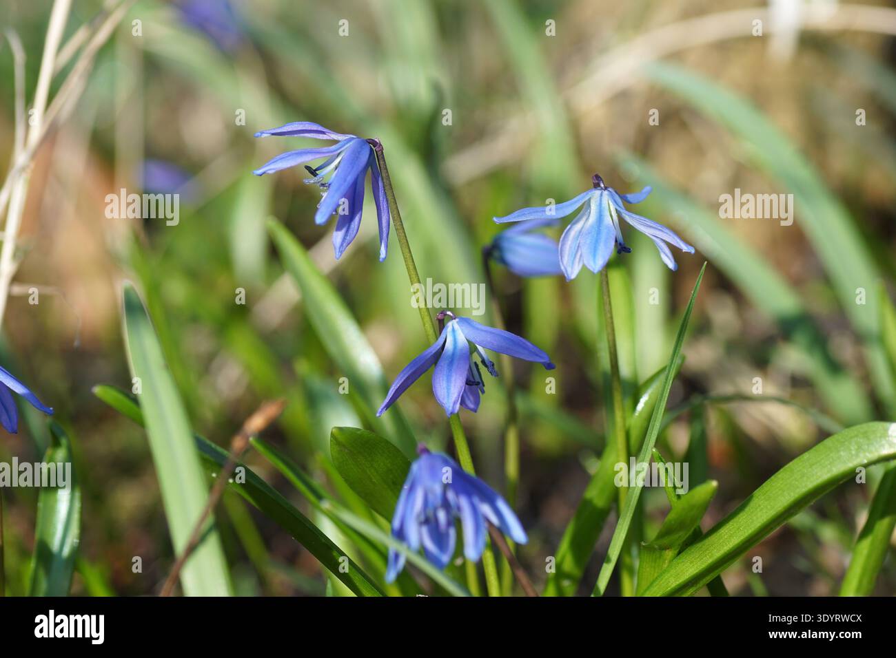 Blühende sibirische Schürze oder Holzschürze (Scilla siberica), Unterfamilie Scilloideae, Familie Sparagaceae. Nahaufnahme. Frühling, März, Niederlande Stockfoto