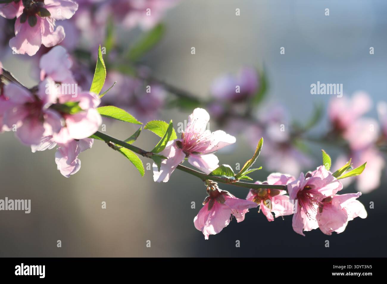 Pfirsichbäume blühen im Frühjahr Stockfoto