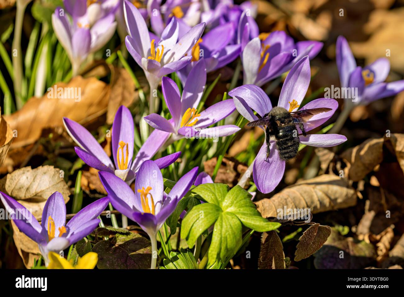 Wilde Krokusse im Wald Stockfoto