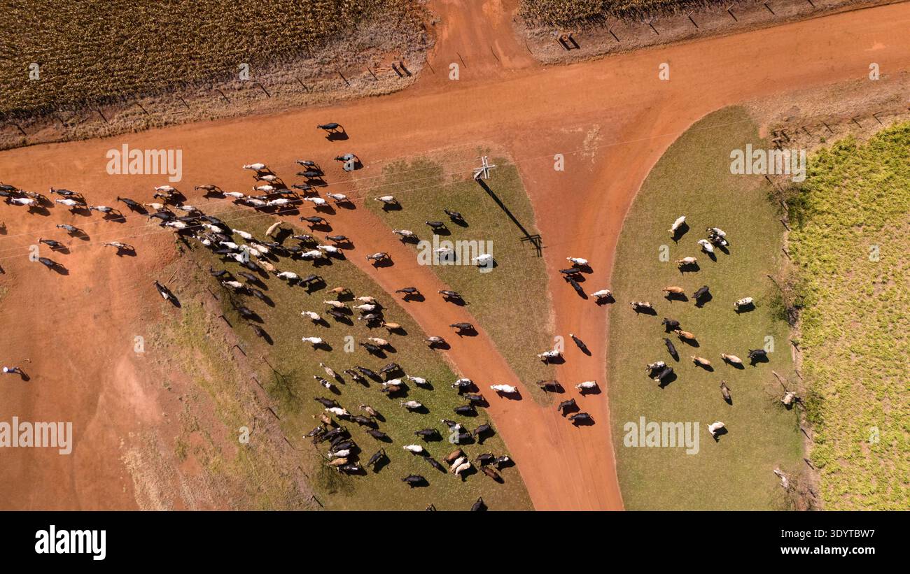 Drohnenansicht von Rindern auf einer Feldstraße im Amazonasgebiet, Brasilien. Tierhaltung, Umwelt, Ökologie, Fleischindustrie, Rindfleisch, clima Stockfoto
