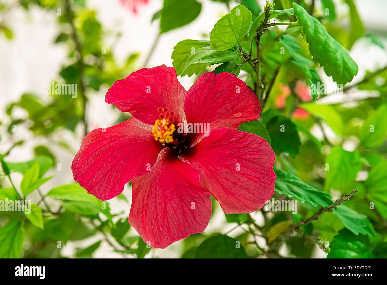 Hibiskus Blumen Selektiver Fokus Bokeh Stockfoto